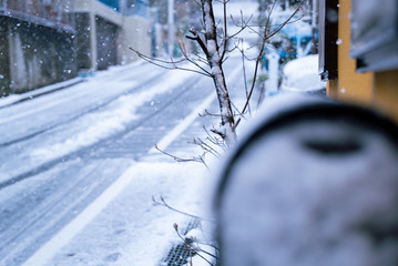 Snow on the trees & Snow on the road / Japanese residential area