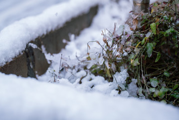 Snow on plants / Japanese winter / Snow piles up