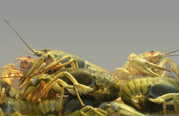 Live Crawfish in the aquarium with water exposed for sale at food market, fresh seafood alive