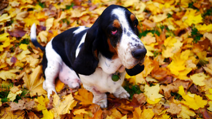 Pies Basset Hound stoi wśród jesiennych liści. Zabawa z psem jesienią. Opadłe liście,...