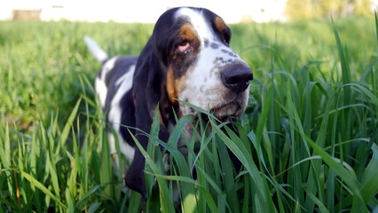 Pies rasy Basset Hound stoi na łące wśród wysokiej trawy. Pies na spacerze, podczas zabawy z właścicielem. Psia radość, zabawna psia mordka. Piękny, letni dzień. Zabawa na świeżym powietrzu z psem.