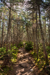forest hiking trail