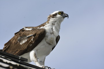 Osprey 