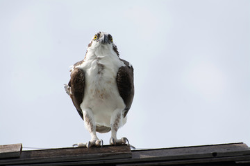 Osprey head on mean look