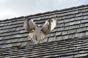 Osprey with fish in flight