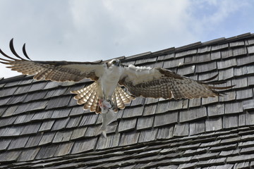Osprey with fish in flight