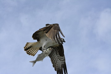 Osprey with fish in flight