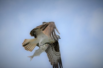 Osprey with fish in flight