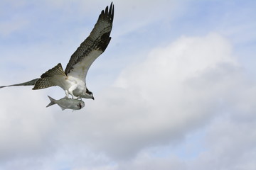 Osprey with fish in flight