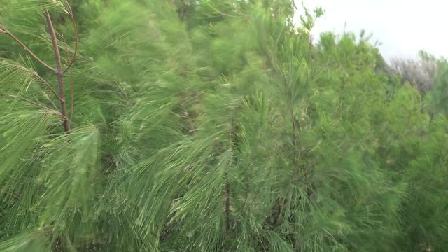 Ironwood pine trees branches and needles swinging, blowing, moving and swaying in the wind
