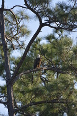 Bald Eagle Naples FL Airport