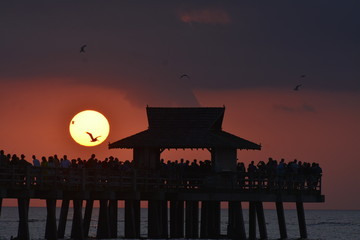 Sunset with birds Naples, FL
