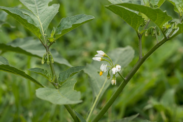 The chili plant has a very small white flower from where the chili comes from