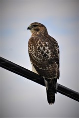 Hawk on wire Monroeville, PA