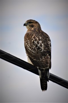 Hawk on wire Monroeville, PA