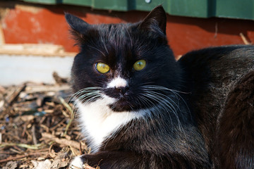 portrait of a black & white cat
