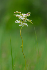  delicate wild flower