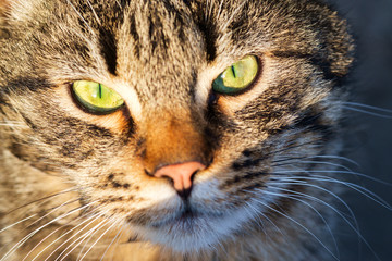 portrait of a cat with green eyes 
