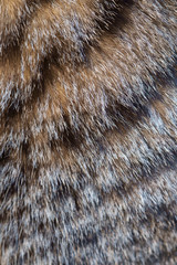 close up of a fur texture