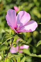 Hibiskus rosa-sinensis, known colloquially as Chinese hibiskus, China rose, rose mallow in garden. Pink and white hibiscus with the green in the background.