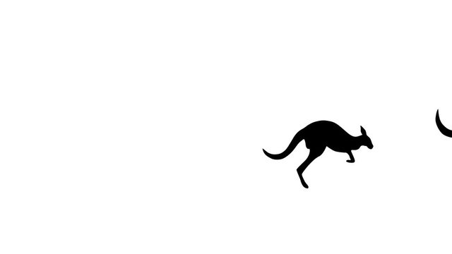 Two jumping kangaroos, animation on the white background