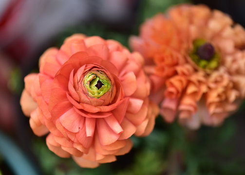 Nice Orange Ranunculus Flowers