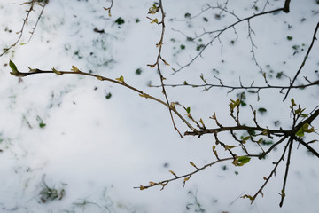 Branch with young green leaves on background of snow. The concept of spring.