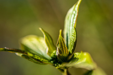 Blätter Nahaufnahme