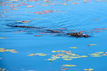 Yacare Caiman photographed in Corumba, Mato Grosso do Sul. Pantanal Biome. Picture made in 2017.