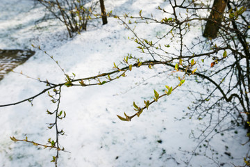 Branch with young green leaves on background of snow. The concept of spring.