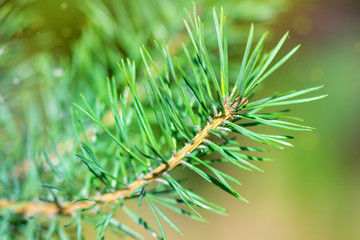 A branch of a young coniferous evergreen pine, spruce in nature on a Sunny spring day. Close-up.