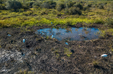 Jabiru photographed in Corumba, Mato Grosso do Sul. Pantanal Biome. Picture made in 2017.