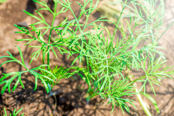 Young spring green grass of fresh dill on a Sunny day on a bed in the ground in the garden.