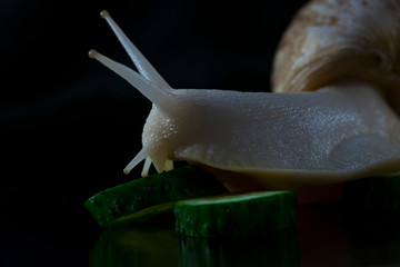  snail with cucumber on a black background
