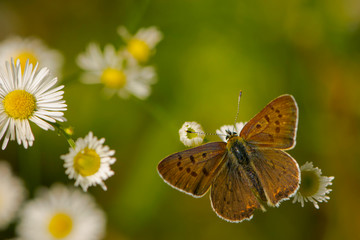 Obraz premium a moth sits on a delicate daisy flower