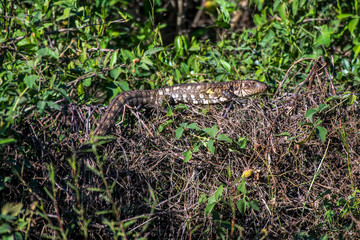 Lizard photographed in Corumba, Mato Grosso do Sul. Pantanal Biome. Picture made in 2017.