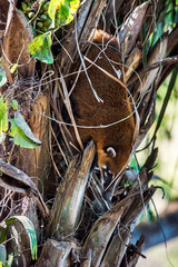 South American coati, or ring tailed coati photographed in Corumba, Mato Grosso do Sul. Pantanal Biome. Picture made in 2017.