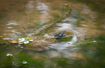Common Snapping Turtle swimming under pond water in park in Rome Georgia.