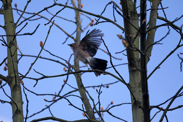 Fliegender Vogel Eichelhäher mit Baum und blauem Himmel