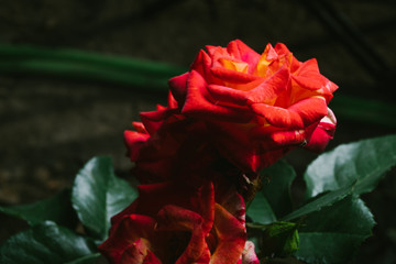 Red Rose on the Branch in the Garden
