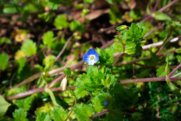 Veronica officinalis flowers
