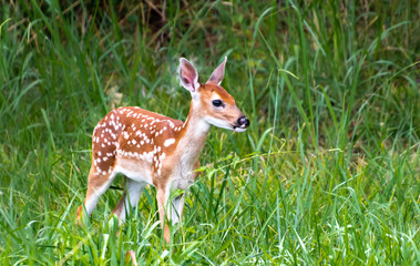White Tailed Deer Fawns at park in Rome Georgia.