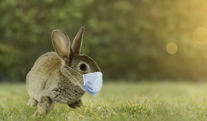 Easter rabbit with a N95 mask  in a field because of Corona, Covid-19 Virus