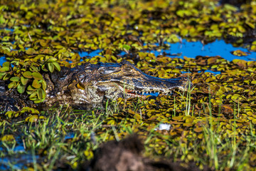 Yacare Caiman photographed in Corumba, Mato Grosso do Sul. Pantanal Biome. Picture made in 2017.