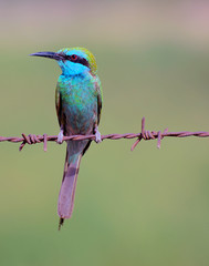 Green Bee eater standing on a barb wire, Ras Al Khaimah, United Arab Emirates, Arabia.