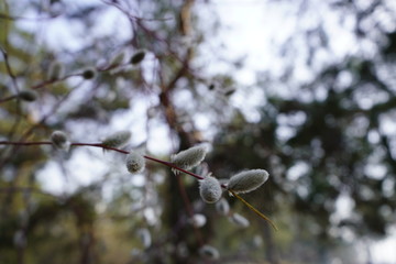 willow blossoms against the background of the forest