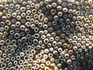 Coral Palythoa (Cnidaria) recovering a rock from the seabed 