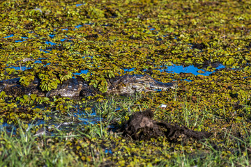 Yacare Caiman photographed in Corumba, Mato Grosso do Sul. Pantanal Biome. Picture made in 2017.