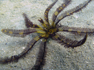 Crinoid (echinoderms) on the sandy bottom