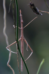 False stick bug (Proscopiidae) hidden in vegetation